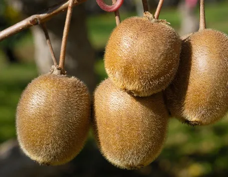 Kiwi pronti per la raccolta