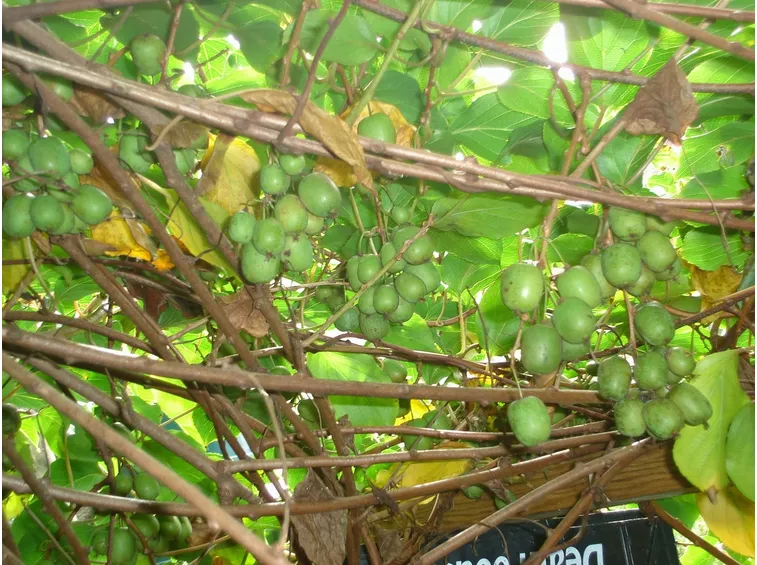 Kiwi in maturazione