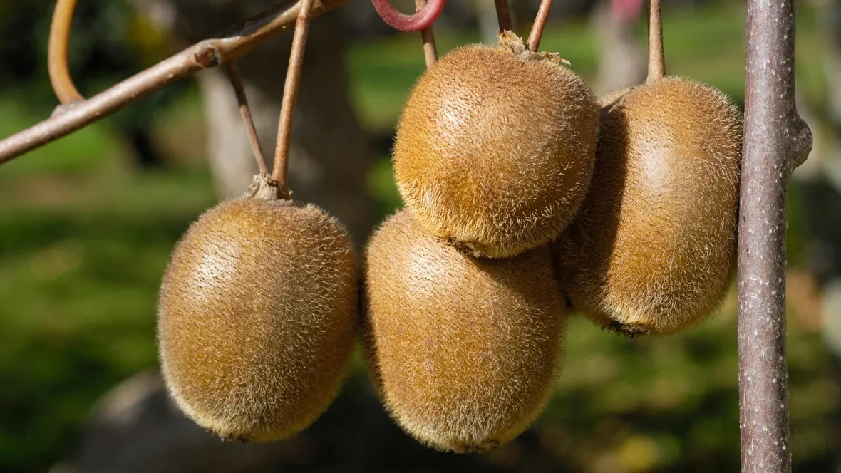 Kiwi pronti per la raccolta