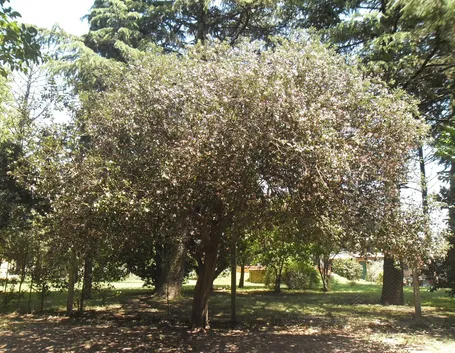 Albero feijoa