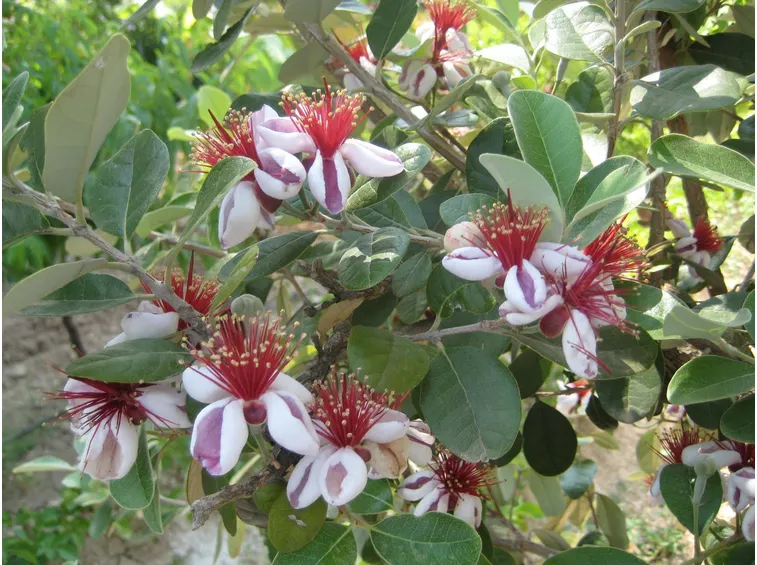 Infiorescenze pianta feijoa