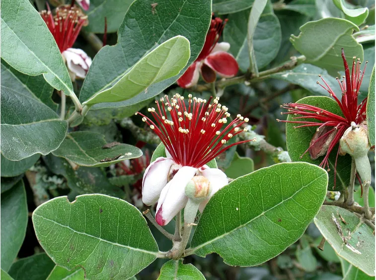 Fiori albero