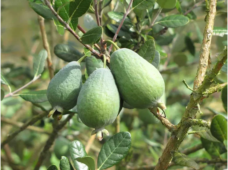 Frutti piante