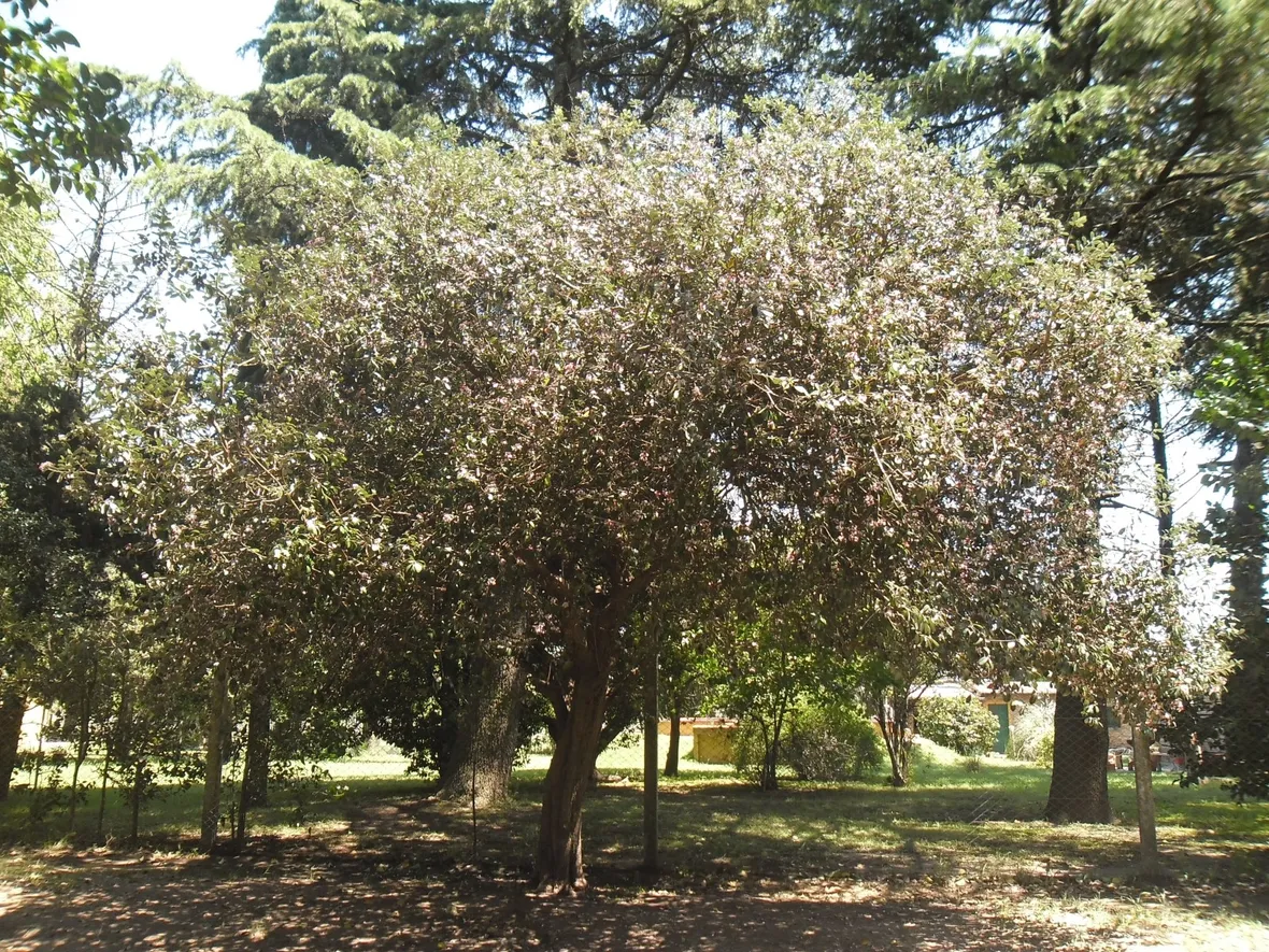 Albero feijoa
