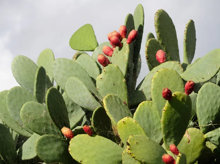 Pianta fico d'india