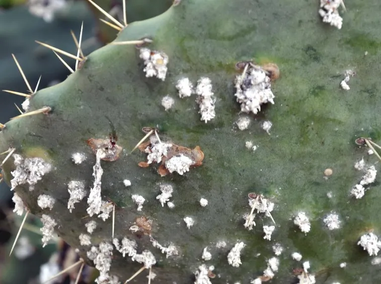 Pianta cocciniglia