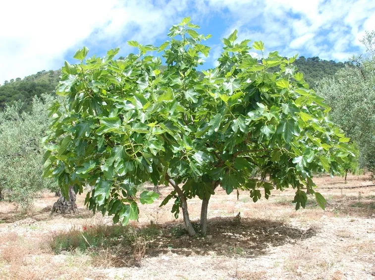 Pianta di fico