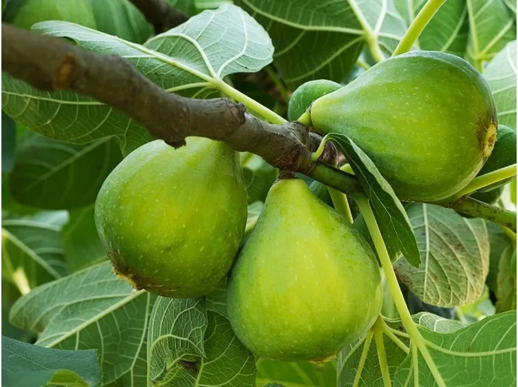fico verde