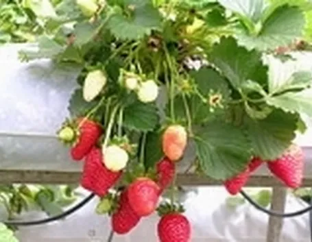fragole