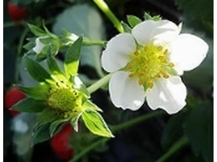fragole2