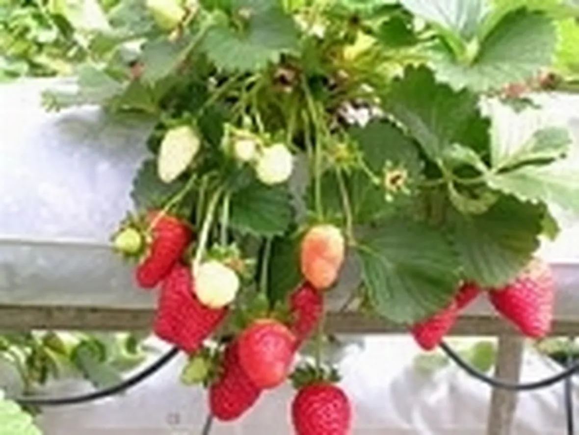 fragole