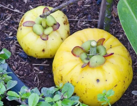 Garcinia cambogia angostana