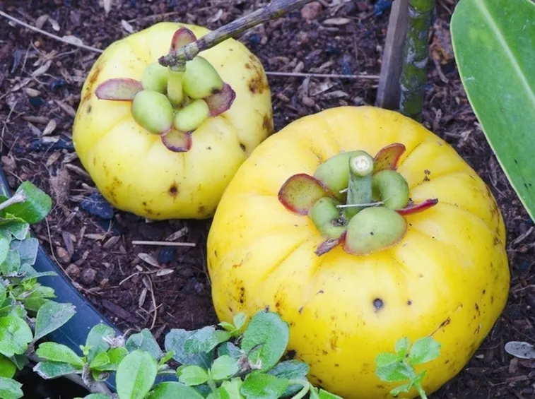 Garcinia cambogia angostana