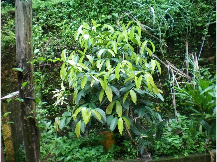 Pianta frutto