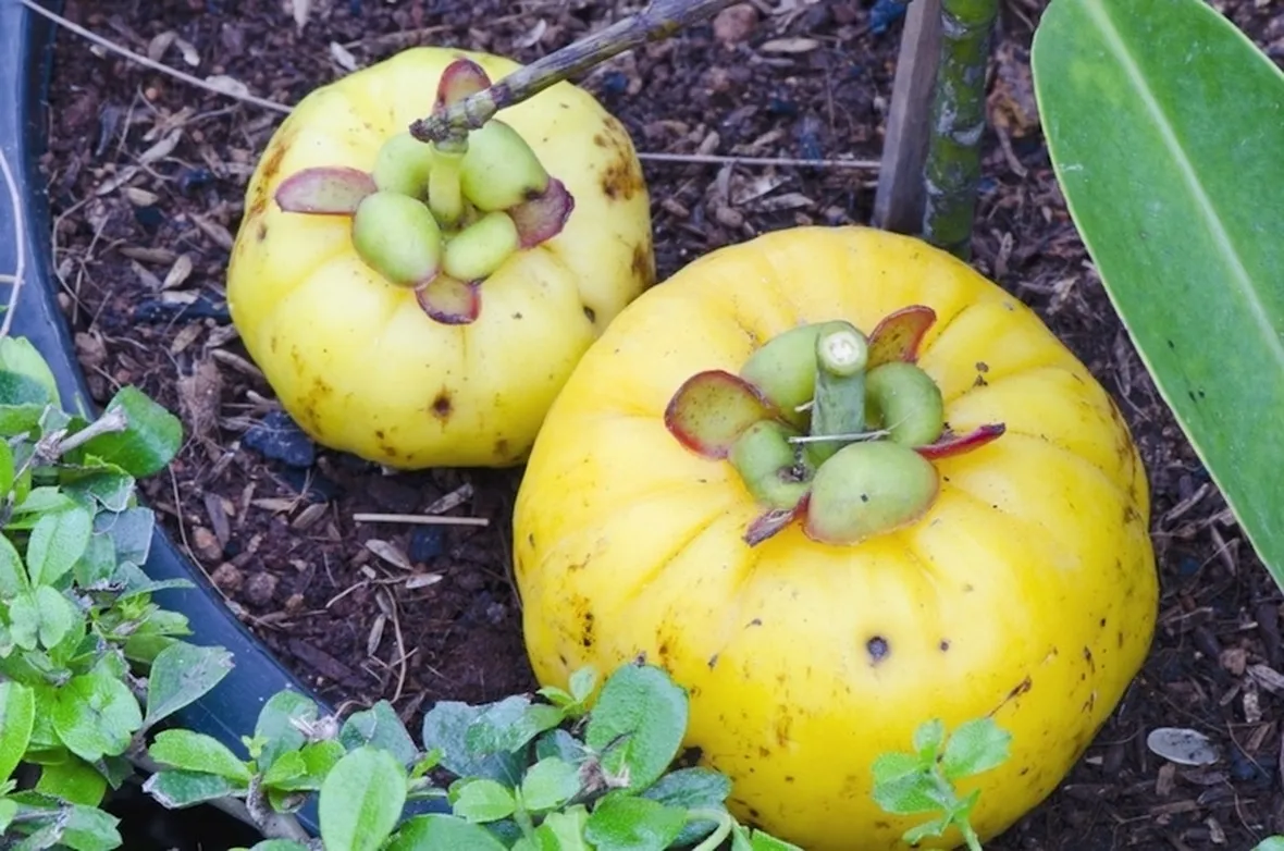 Garcinia cambogia angostana