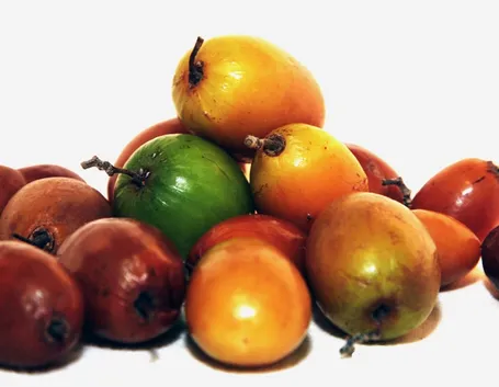 Giuggiole di diversa maturazione