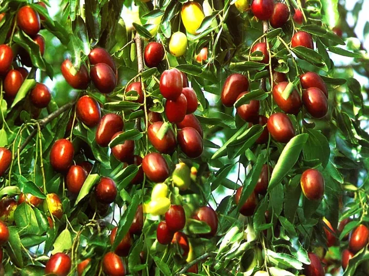 Una pianta carica di giuggiole