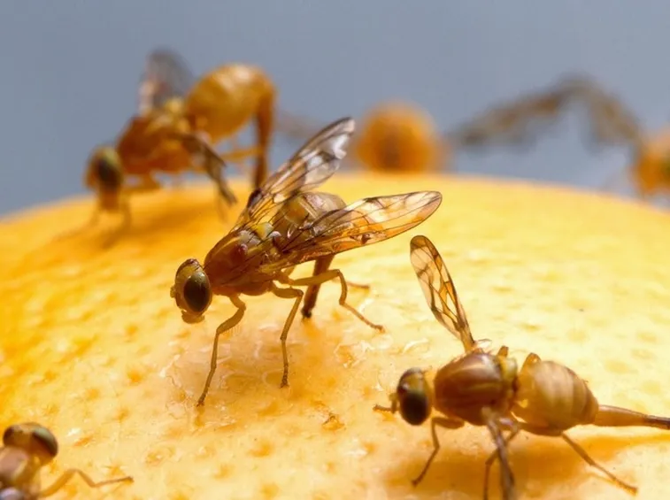 Mosca della frutta