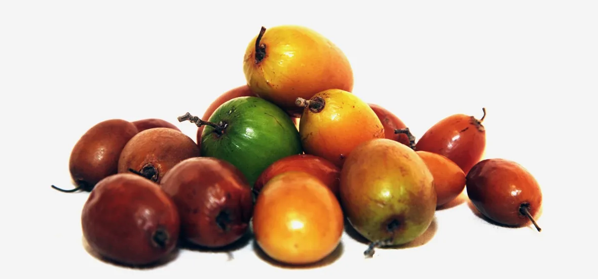 Giuggiole di diversa maturazione