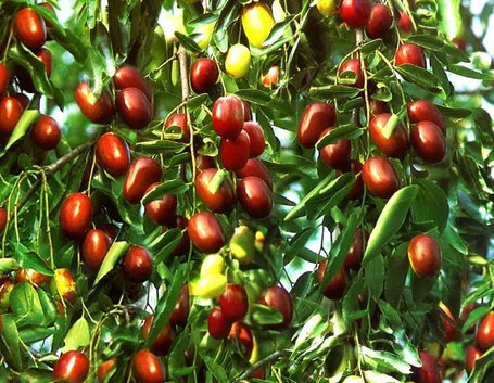 giuggiolo