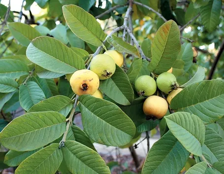 guava