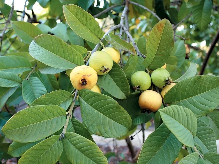 guava