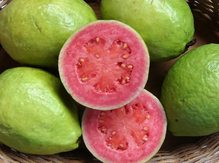 guava frutti