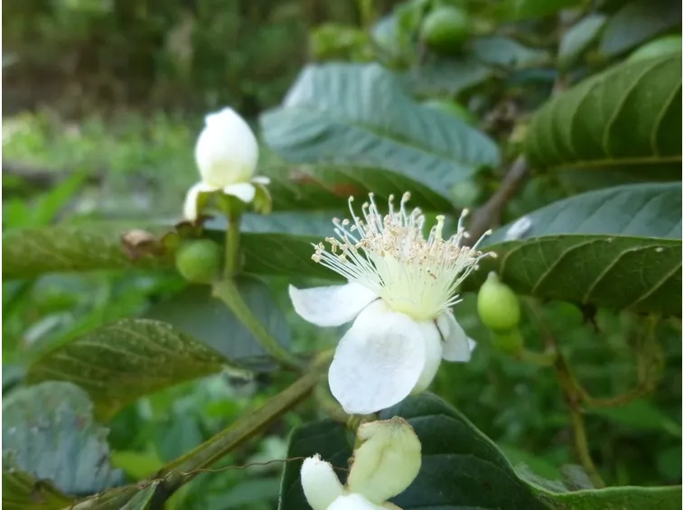 guava fiore
