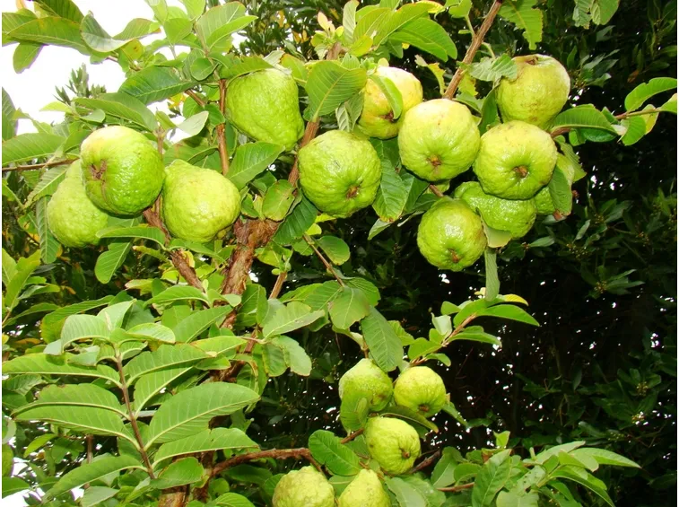 Pianta di Guava con frutti