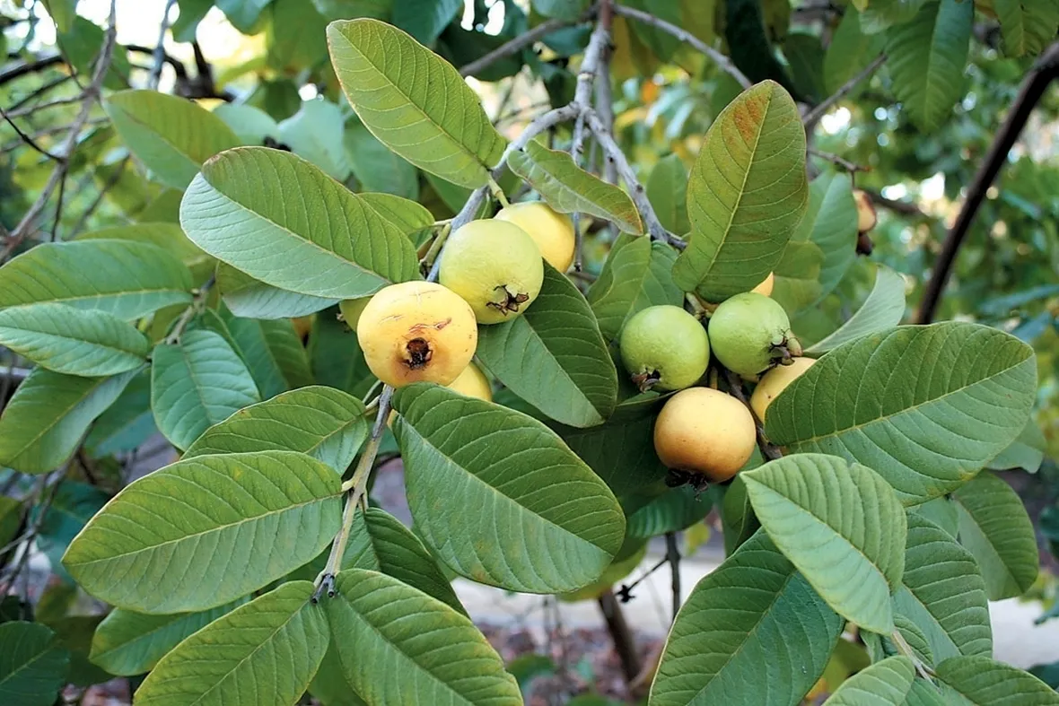 guava