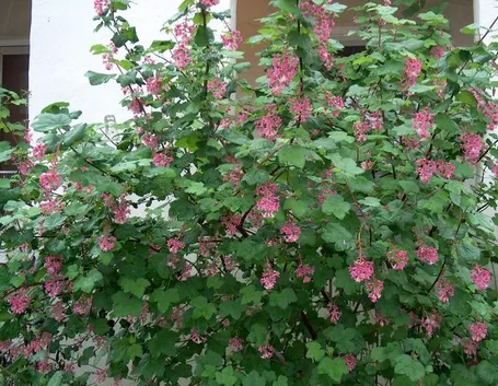 Pianta fiorita ribes