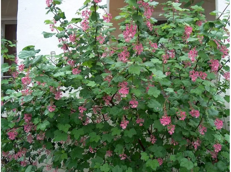 Pianta fiorita ribes