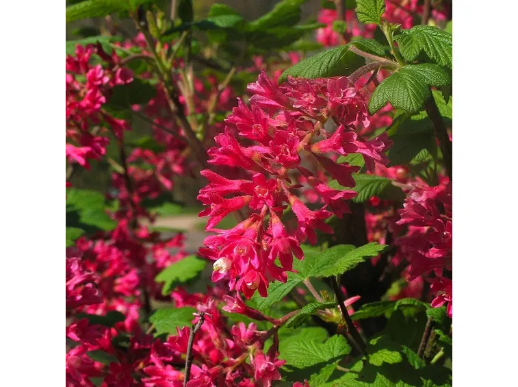 Fiori ribes