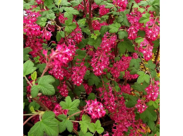 Pianta ribes