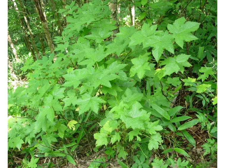 Ribes japonica