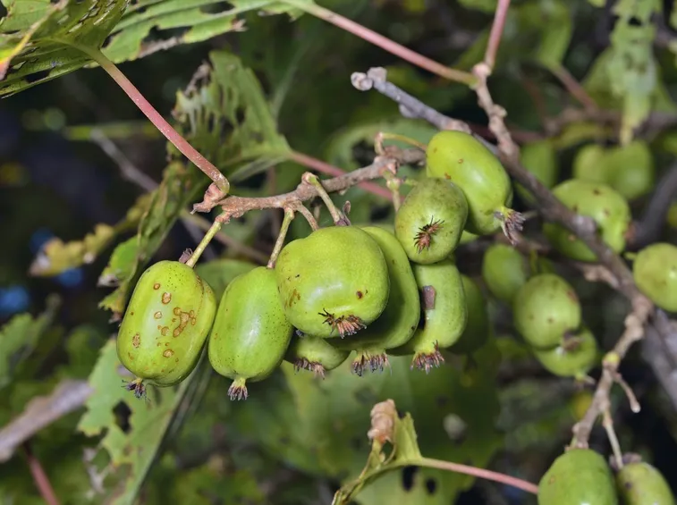 Pianta di kiwi malata