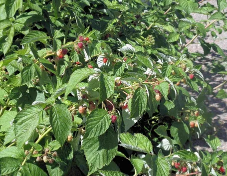 piante lampone