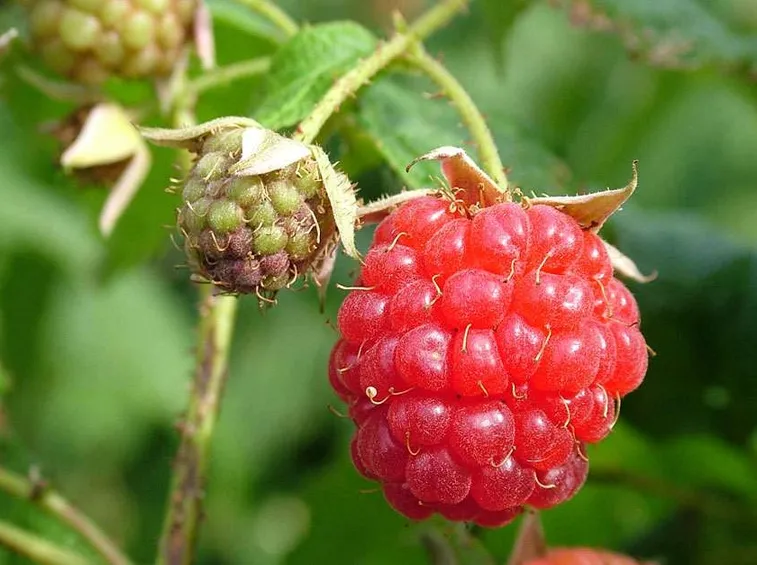 lamponi maturi
