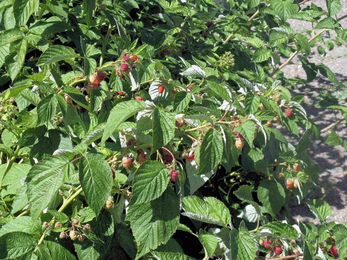 piante lampone