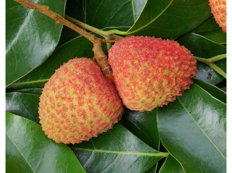 lici frutti