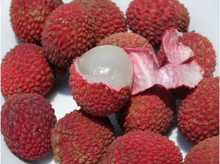 lici frutto