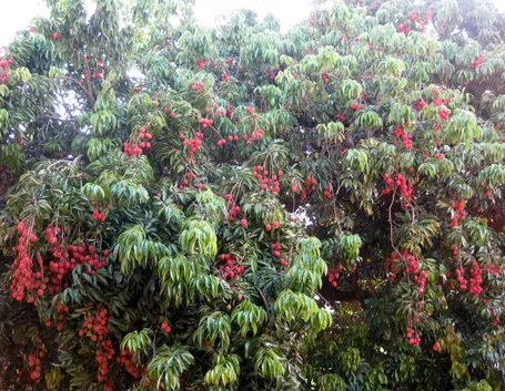 Albero litchi