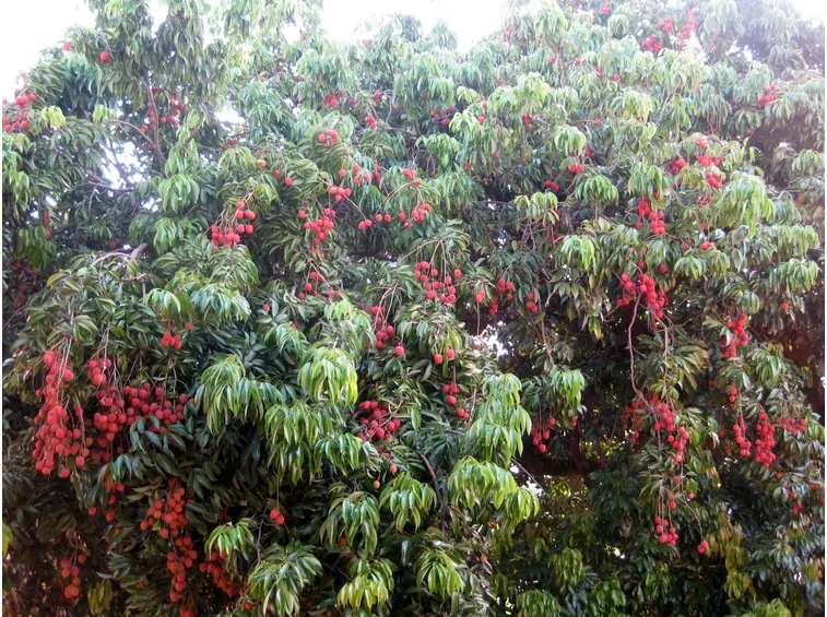 Albero litchi