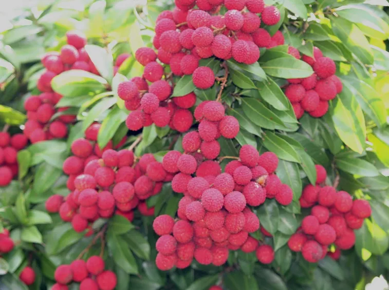 Frutti lLitchi