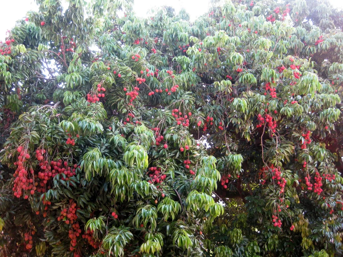 Albero litchi