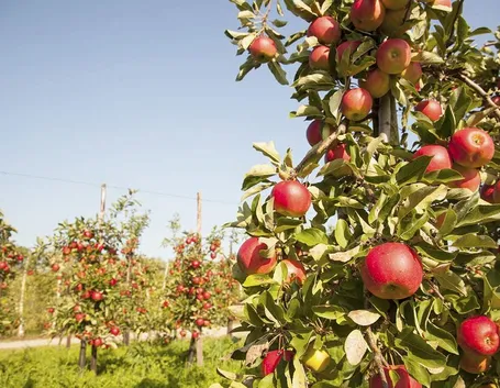 Alberi mele rosse