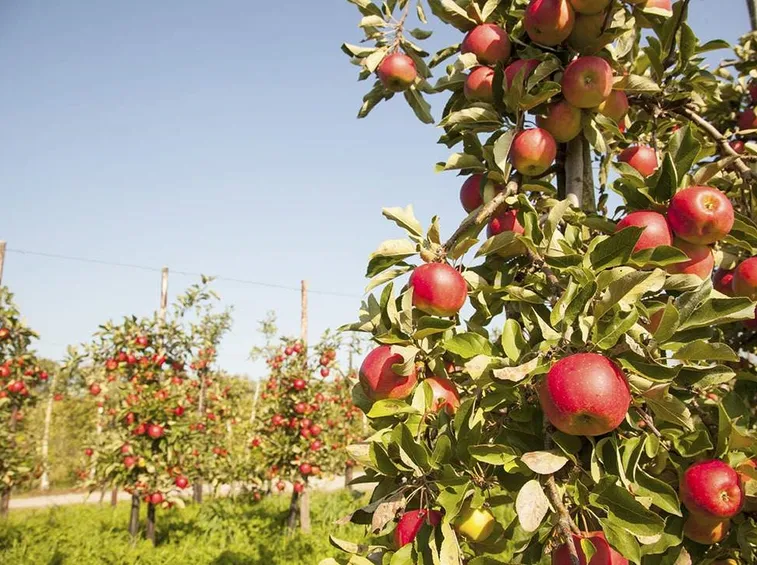Alberi mele rosse