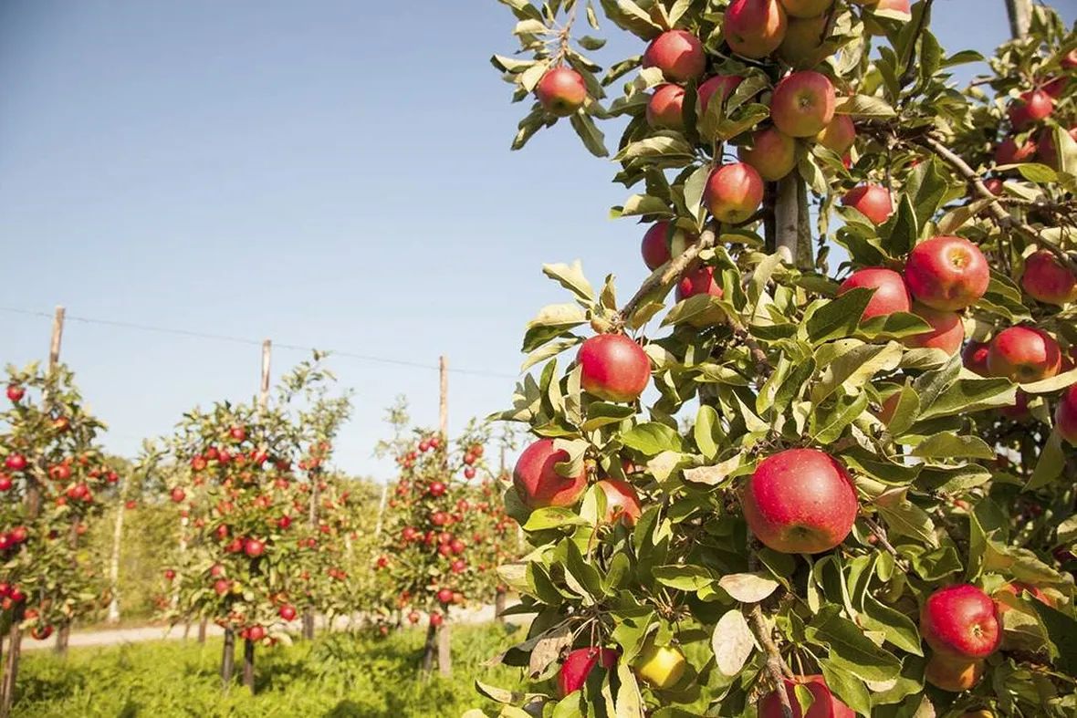 Alberi mele rosse