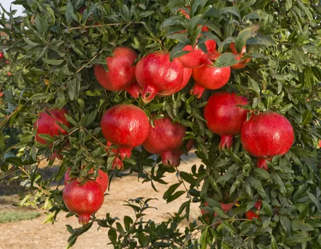 Melograno frutti