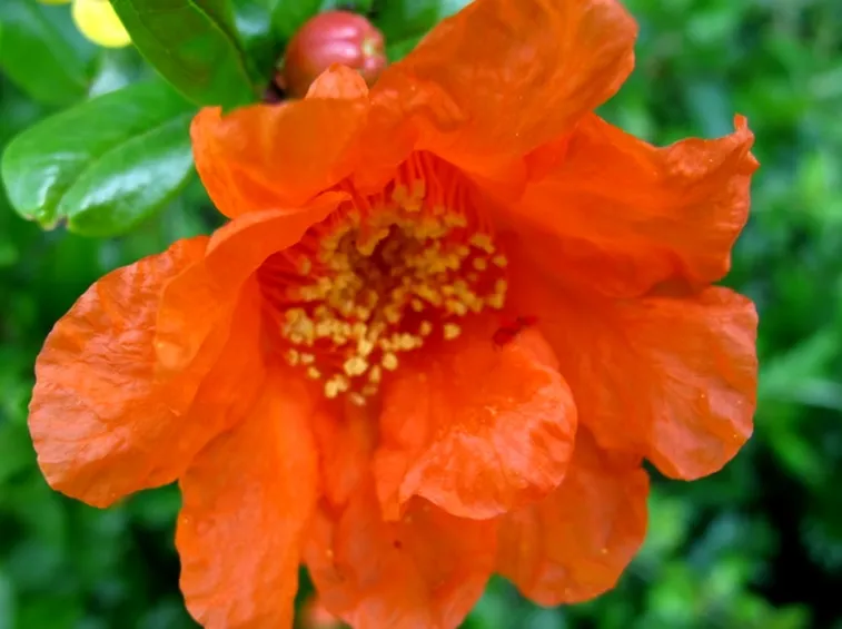 Fiore melograno